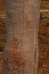(c) Tony Rebelo, some rights reserved (CC BY-SA) Aloidendron pillansii, photograph (c) Tony Rebelo, some rights reserved (CC BY-SA)