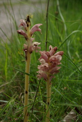 Orobanche alba