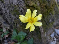 Ranunculus sierrae-orientalis