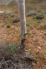 (c) Tony Rebelo, some rights reserved (CC BY-SA) Aloidendron pillansii, photograph (c) Tony Rebelo, some rights reserved (CC BY-SA)