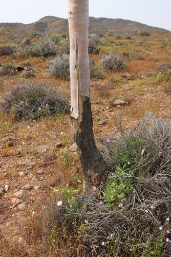 Aloidendron pillansii, photograph 4
