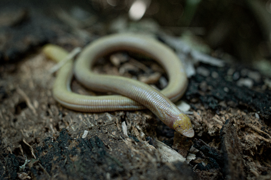Bahia Worm Lizard