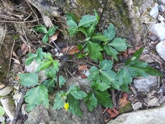 Ranunculus sierrae-orientalis