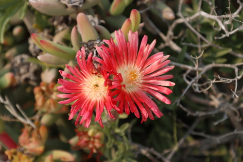 Astridia longifolia