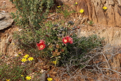 (c) Tony Rebelo, some rights reserved (CC BY-SA) Astridia longifolia, photograph (c) Tony Rebelo, some rights reserved (CC BY-SA)
