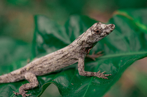 Amazon Bark Anole