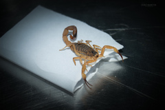 Tityus serrulatus