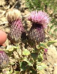 Cirsium arvense