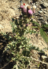 Cirsium arvense