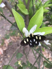 Androloma disparata