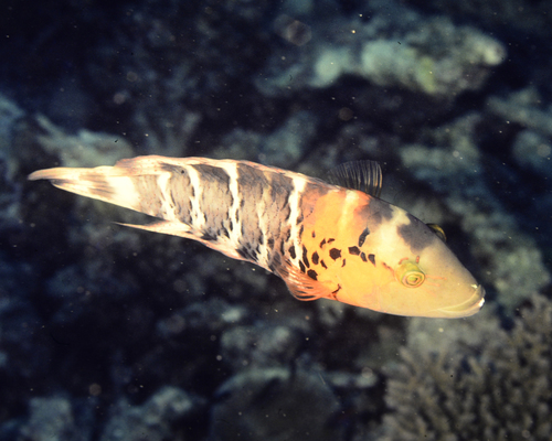 Redbreast Maori Wrasse