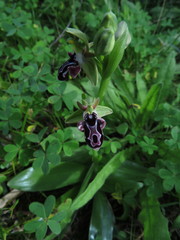 Ophrys kotschyi