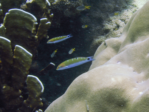Thalassoma lunare