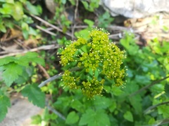 Arracacia atropurpurea