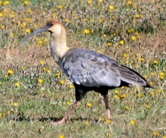 Theristicus melanopis