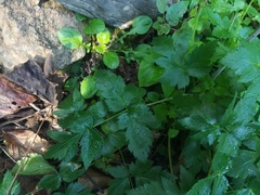 Arracacia atropurpurea