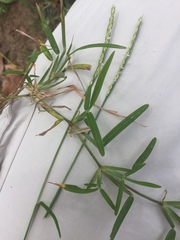 Stenotaphrum secundatum