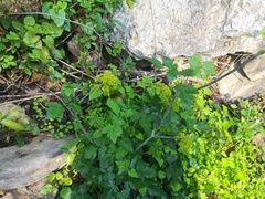 Arracacia atropurpurea