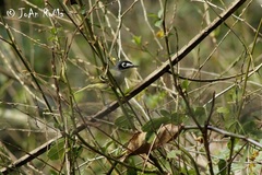 Vireo atricapilla