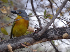 Malaconotus blanchoti
