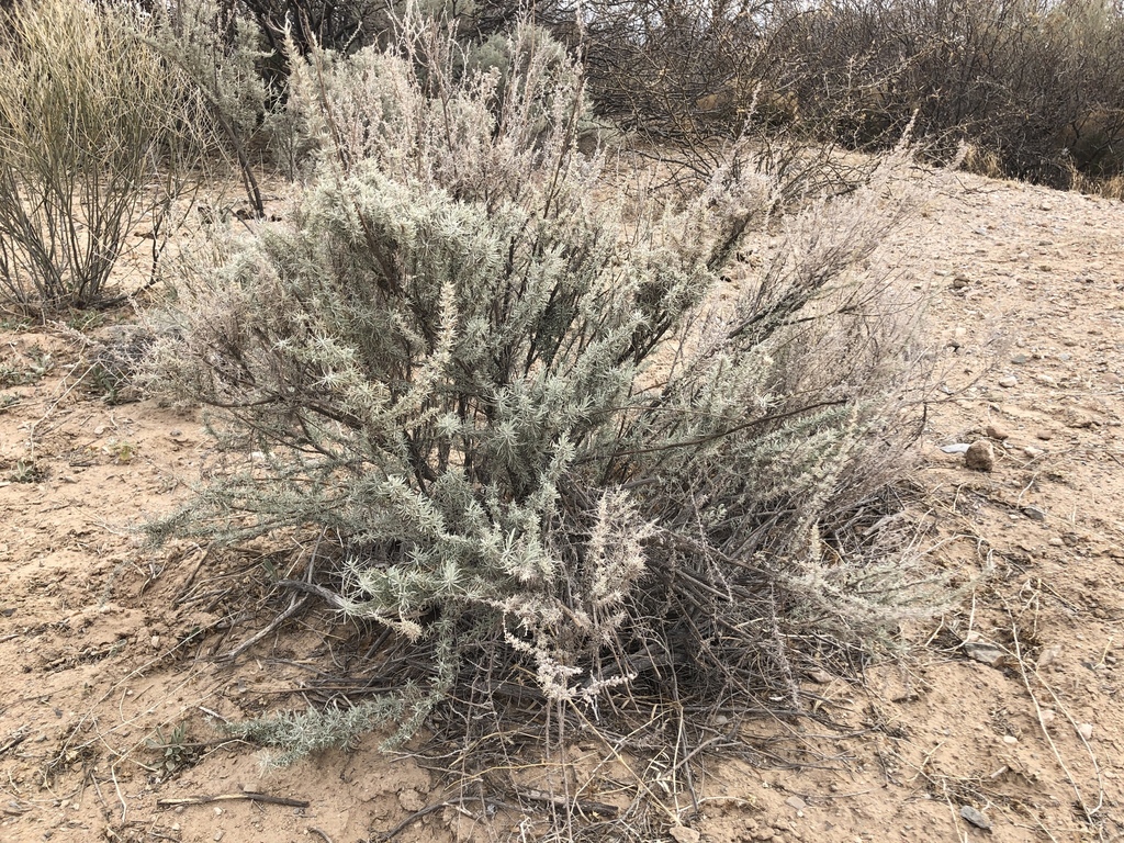 sand sagebrush from Juárez, Juárez, CHIH, MX on March 2, 2019 at 10:20 ...