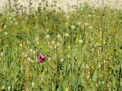 Papaver somniferum setigerum