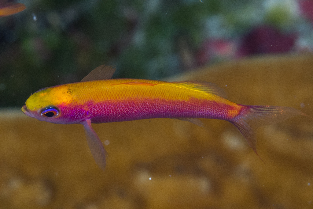 Whitley's Splitfin