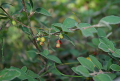 Cotoneaster integerrimus