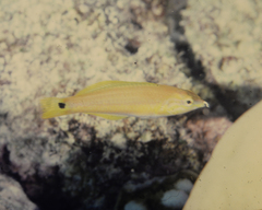 Bodianus bimaculatus
