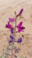 Astragalus magdalenae