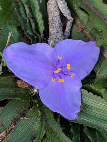 Image of Tradescantia tharpii by (c) Alison Northup, some rights reserved (CC BY)