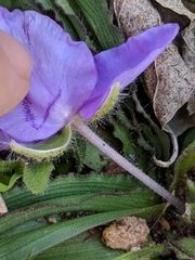 Tradescantia tharpii