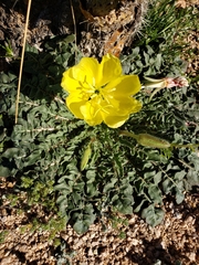 Oenothera primiveris primiveris