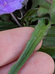 Tradescantia tharpii