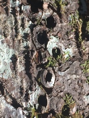 Sphyrapicus ruber