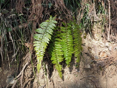 Polystichum tagawanum