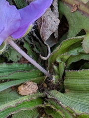 Tradescantia tharpii