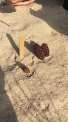 Cynomorium coccineum