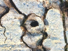 Sphyrapicus ruber