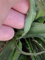 Tradescantia tharpii