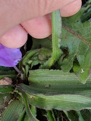 Tradescantia tharpii