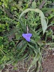 Tradescantia tharpii