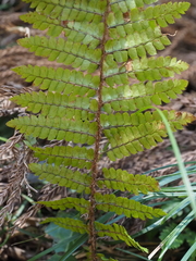 Polystichum tagawanum
