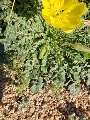Oenothera primiveris primiveris