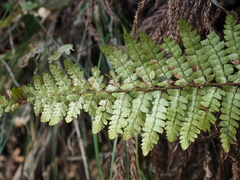 Polystichum tagawanum