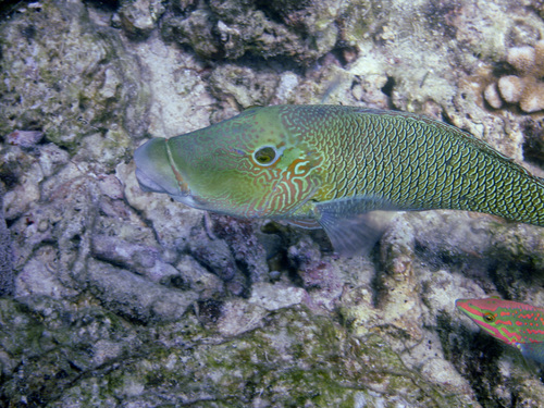 Hemigymnus melapterus