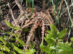 Polystichum tagawanum