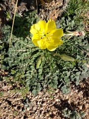 Oenothera primiveris primiveris