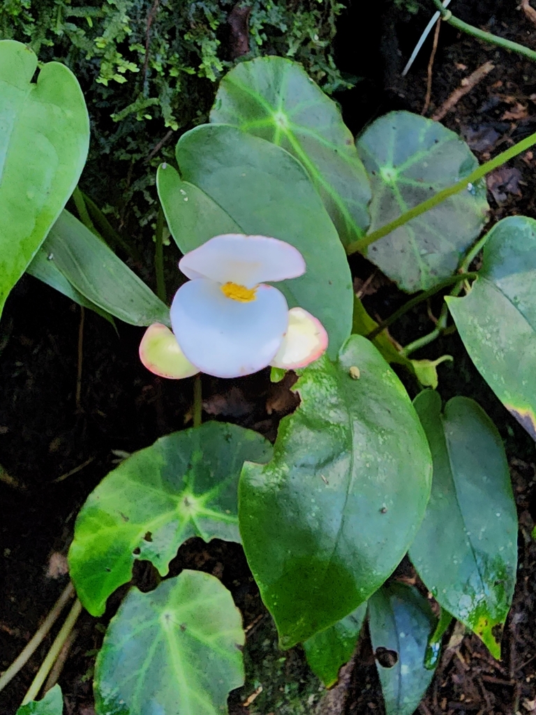 Begonia calderonii
