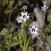 Gilia tricolor diffusa - Photo (c) Donna Pomeroy, algunos derechos reservados (CC BY-NC), subido por Donna Pomeroy